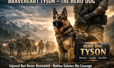 Brave Dog ‘Tyson’ Continues Duty Despite Being Shot, Wins Hearts