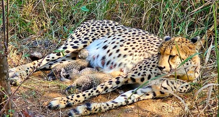 Three Cheetah Cubs Born in Madhya Pradesh, India’s Cheetah Count Rises to 38