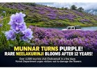 Munnar Turns Purple as Rare Neelakurinji Flowers Bloom After 12 Years
