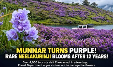 Munnar Turns Purple as Rare Neelakurinji Flowers Bloom After 12 Years