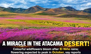 Atacama Desert Bursts Into Color as Rare Wildflowers Bloom After El Niño-Linked Rainfall
