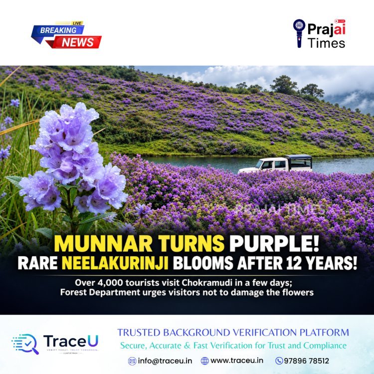 Munnar Turns Purple as Rare Neelakurinji Flowers Bloom After 12 Years